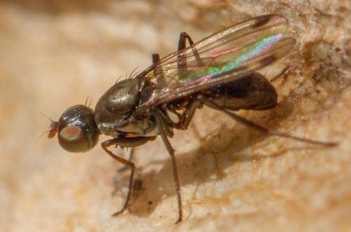 Sepsis fulgens